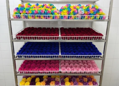 multicolor rose
